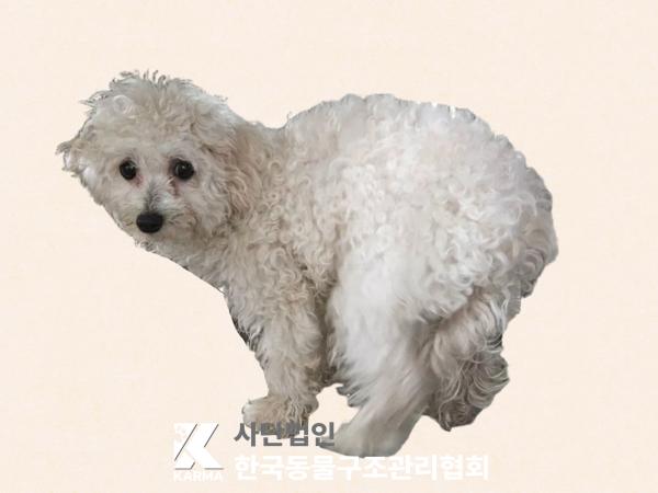 종료(반환) 말티즈…